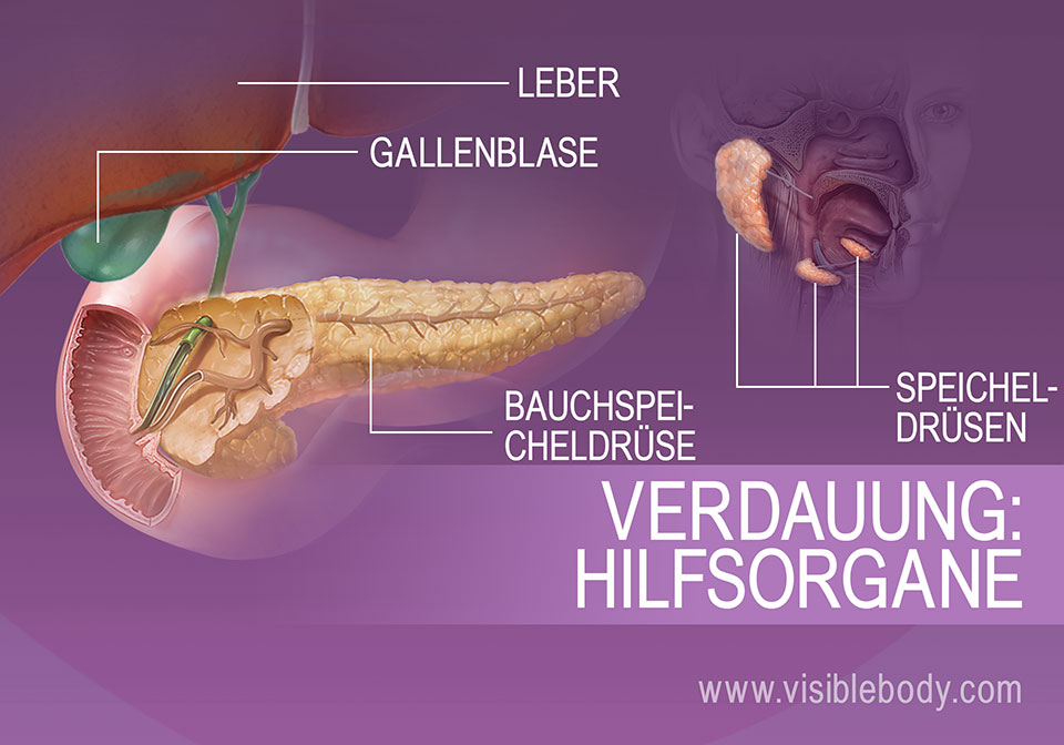 Leber, Gallenblase, Bauchspeicheldrüse und Speicheldrüsen zählen zu den Hilfsorganen der Verdauung